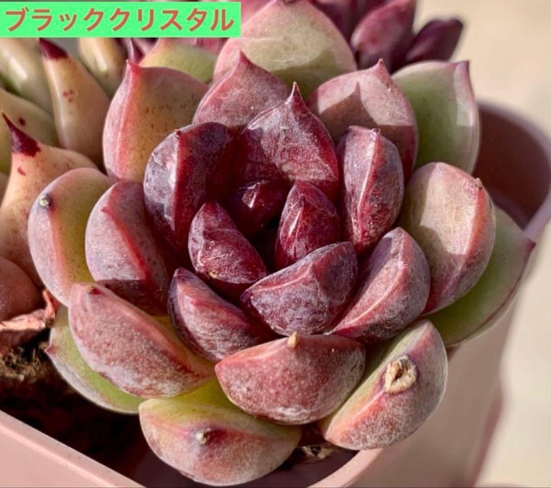 選べる！！プラグ苗(抜き苗) 多肉植物　ランダム発送