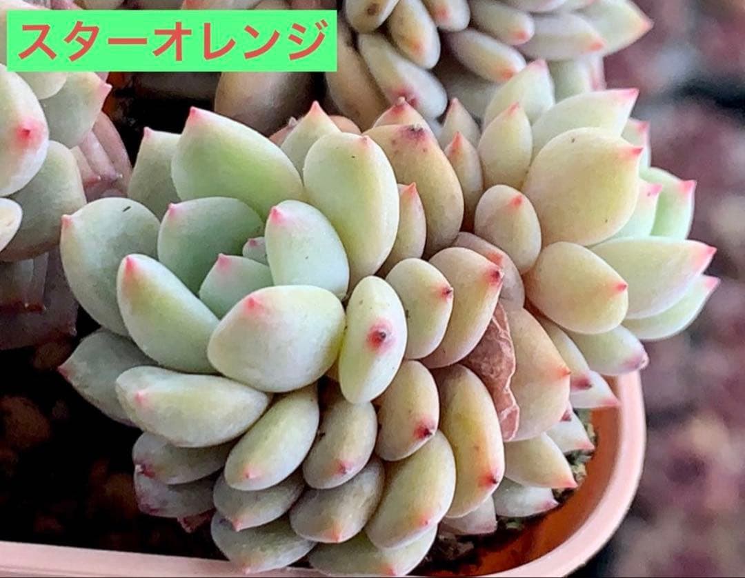 選べる！！プラグ苗(抜き苗) 多肉植物　ランダム発送