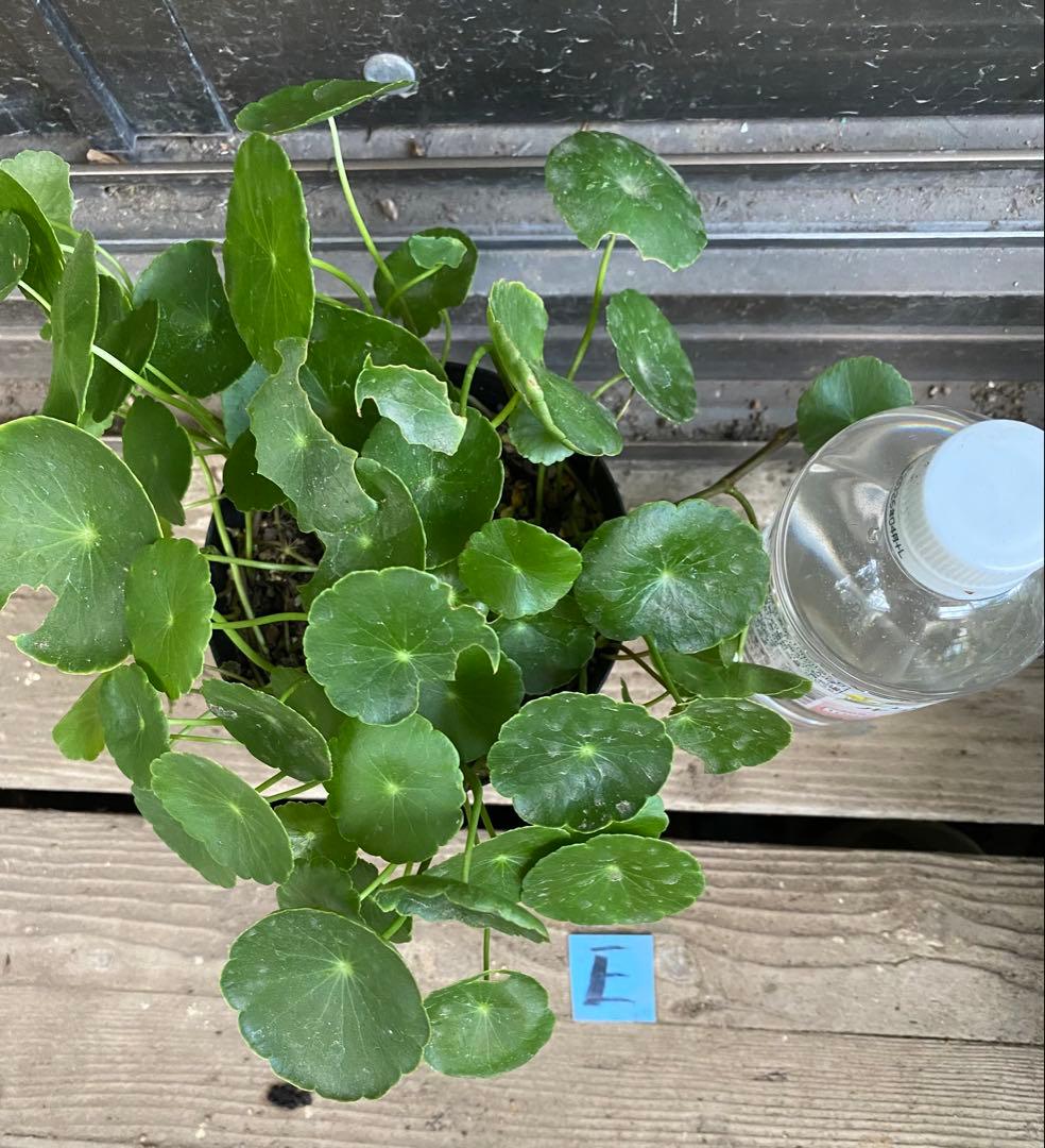 ウォーターマッシュルーム苗E