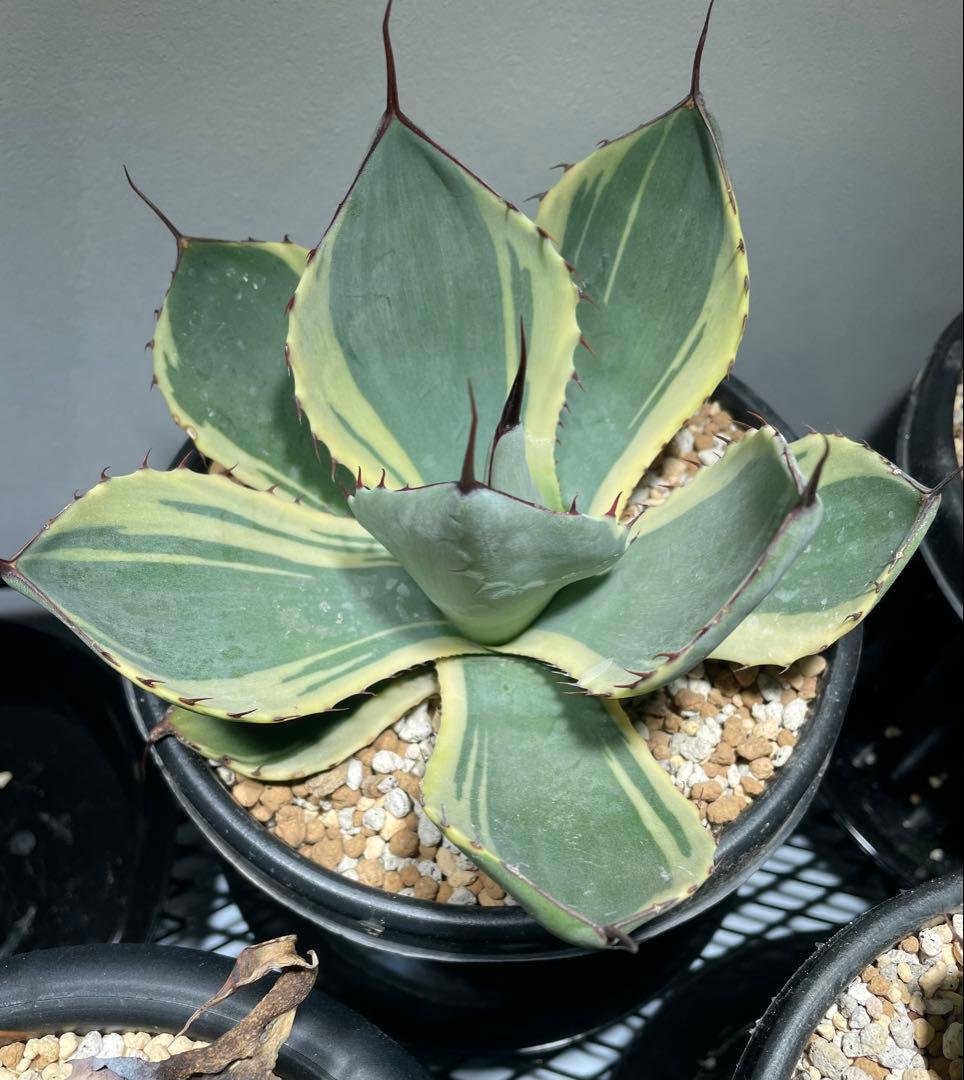 パリー トランカータ オリザバ 大サイズ US