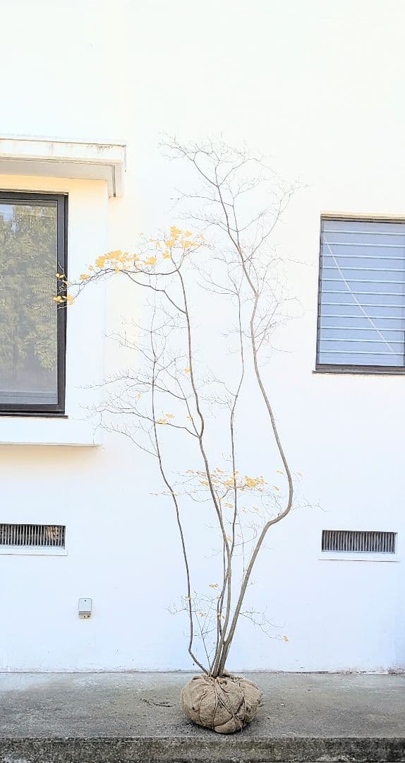 極美。特大の山採りドウダンツツジ。