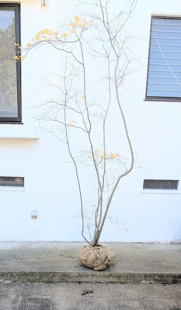 極美。特大の山採りドウダンツツジ。