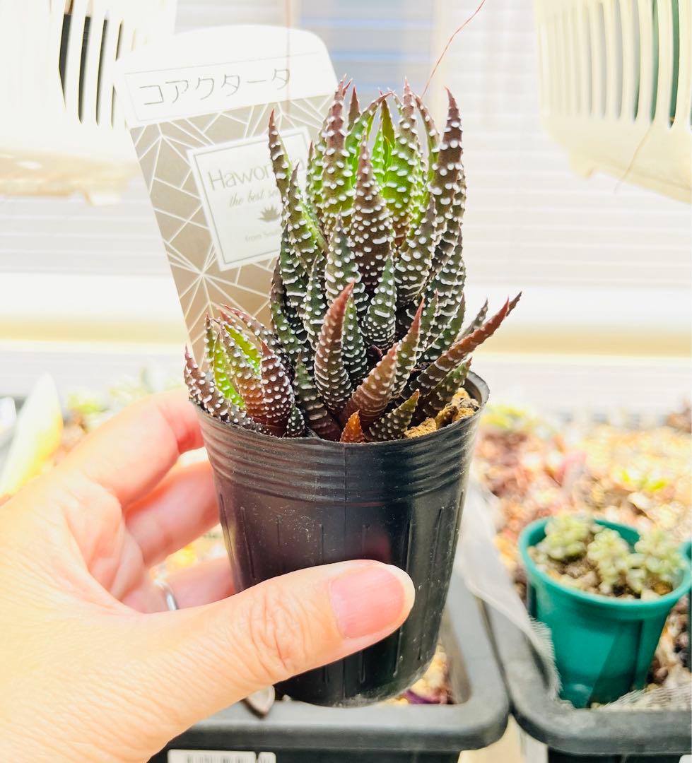 【現品　根付き】ハオルチア「コアクタータ」多肉植物　7.5㌢鉢　子株付き