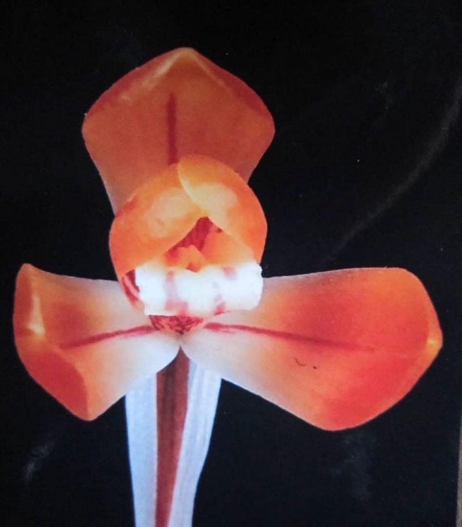 韓国春蘭★満紅★まんほん★交配種★5本