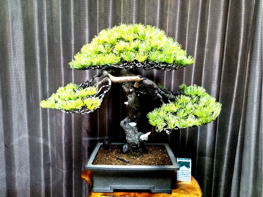 【樹高52㎝ 　五葉松盆栽】　　　⭕樹齢80年超…お宝❗真柏