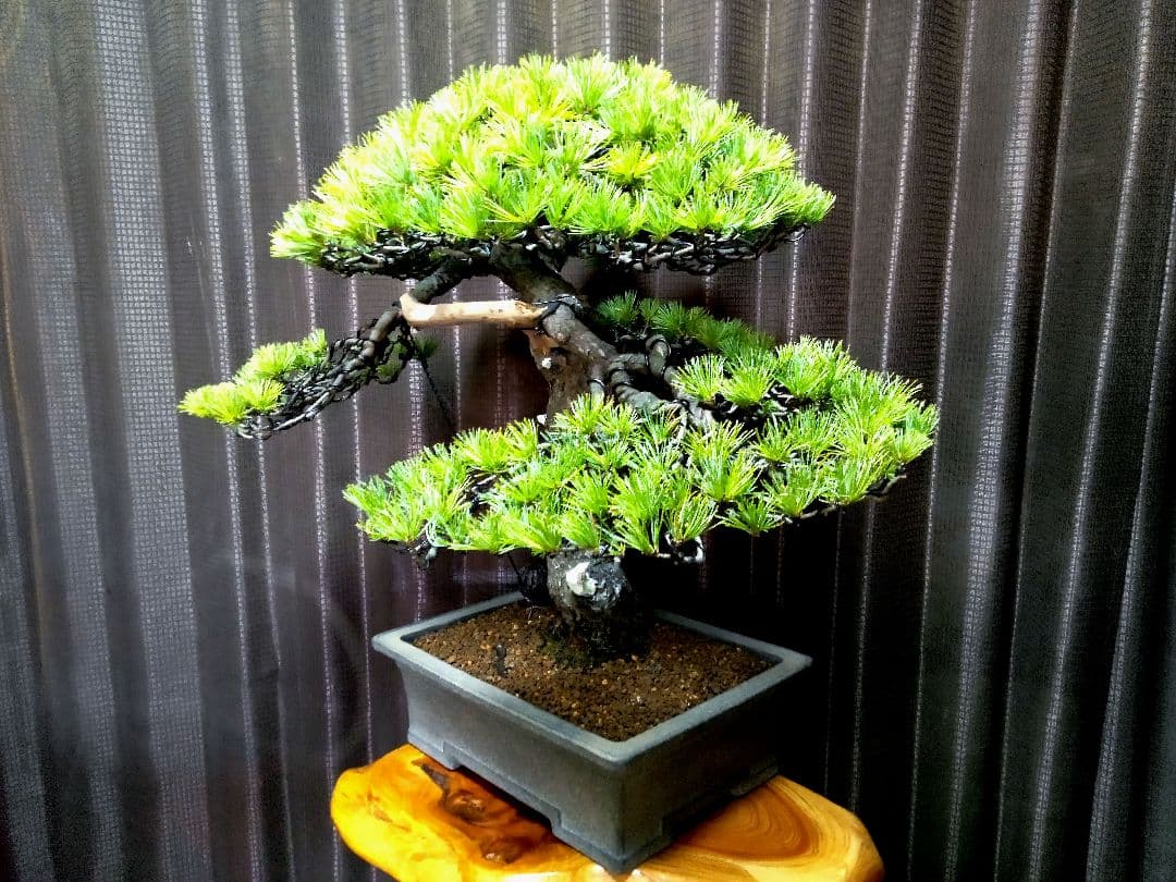 【樹高52㎝ 　五葉松盆栽】　　　⭕樹齢80年超…お宝❗真柏