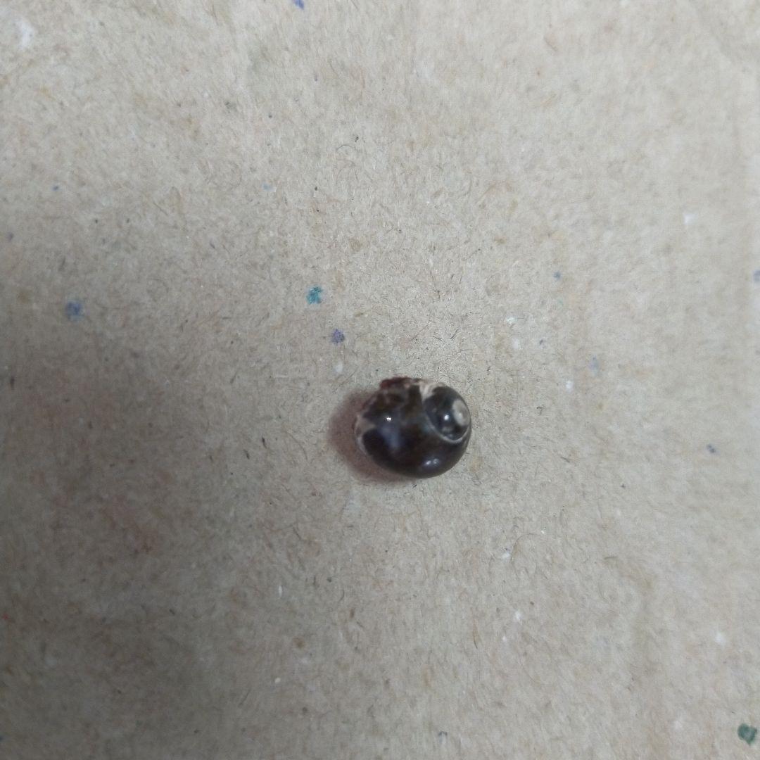 アンモナイト化石 約9cm