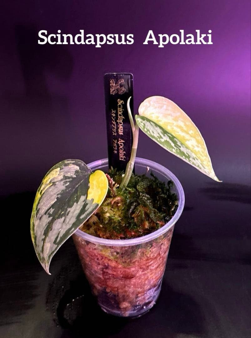 スキンダプサス　綺麗な斑入り　セットL1