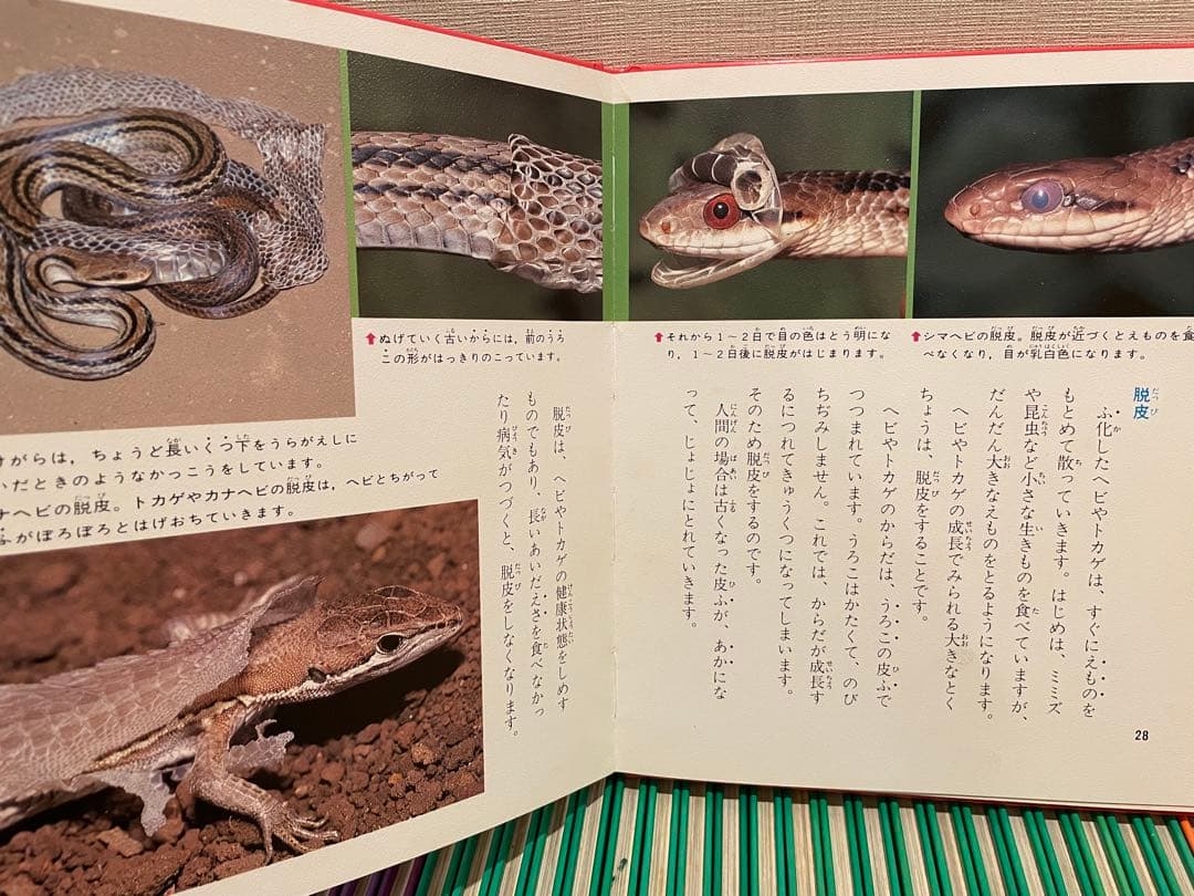 科学のアルバム　あかね書房　シリーズ　全91冊　セット販売