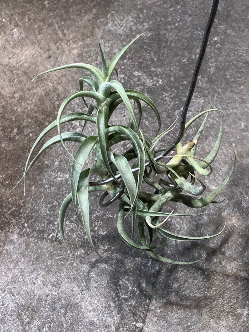 ティランジア・カクティコラ・ロングフォームシルバー