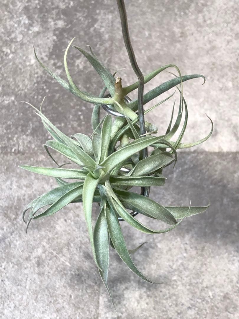 ティランジア・カクティコラ・ロングフォームシルバー