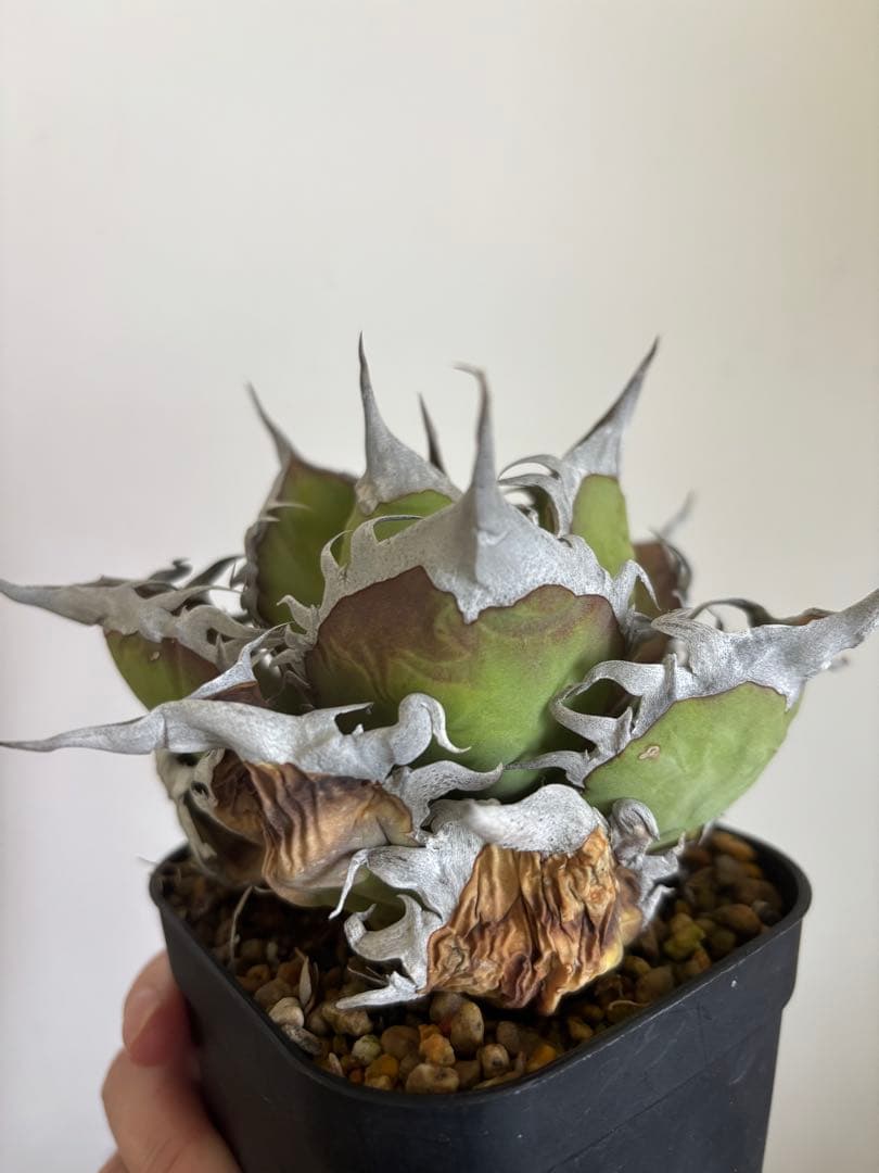 【現品】アガベ　オテロイ　オアハカ現地球