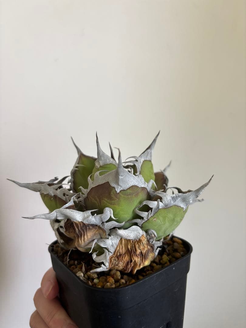 【現品】アガベ　オテロイ　オアハカ現地球