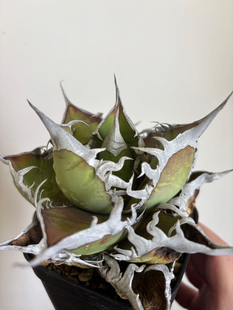 【現品】アガベ　オテロイ　オアハカ現地球