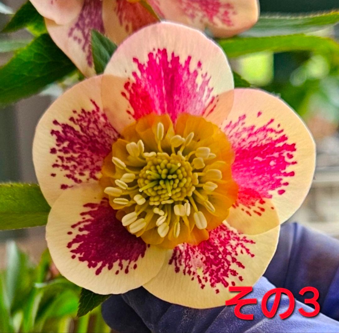 クリスマスローズ....その3