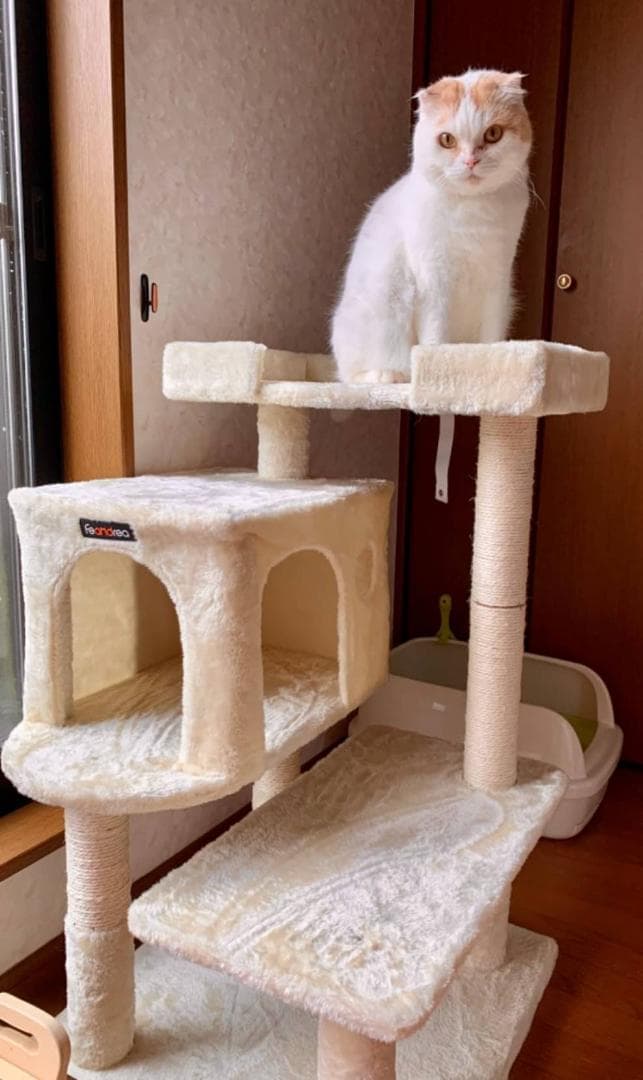 低めの段差があるキャットタワー、子猫やシニア猫向け