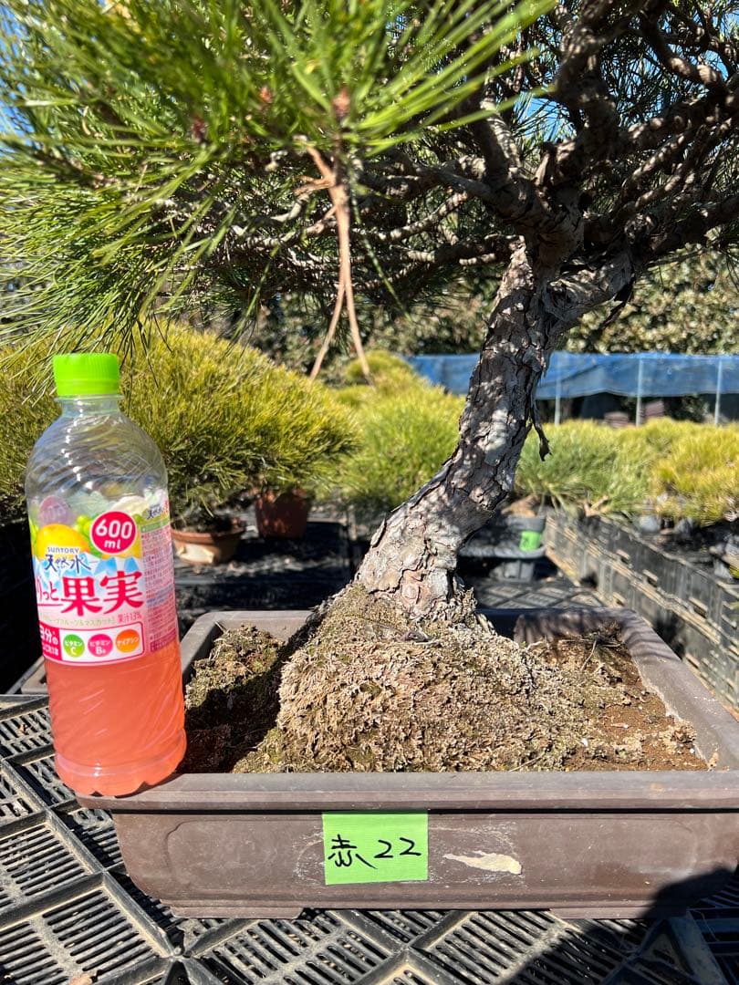 赤松盆栽　極上品　22