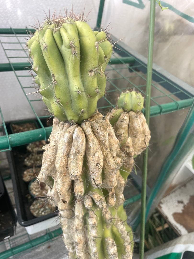 セレウス　岩石獅子　高さ約80cm