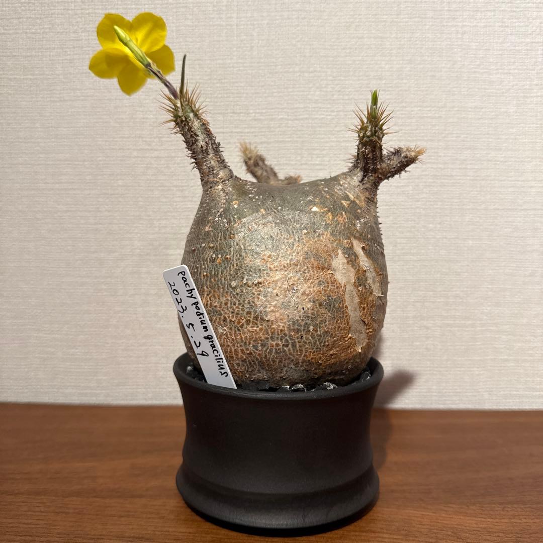 パキポディウム　グラキリス　良型短枝安心発根済み