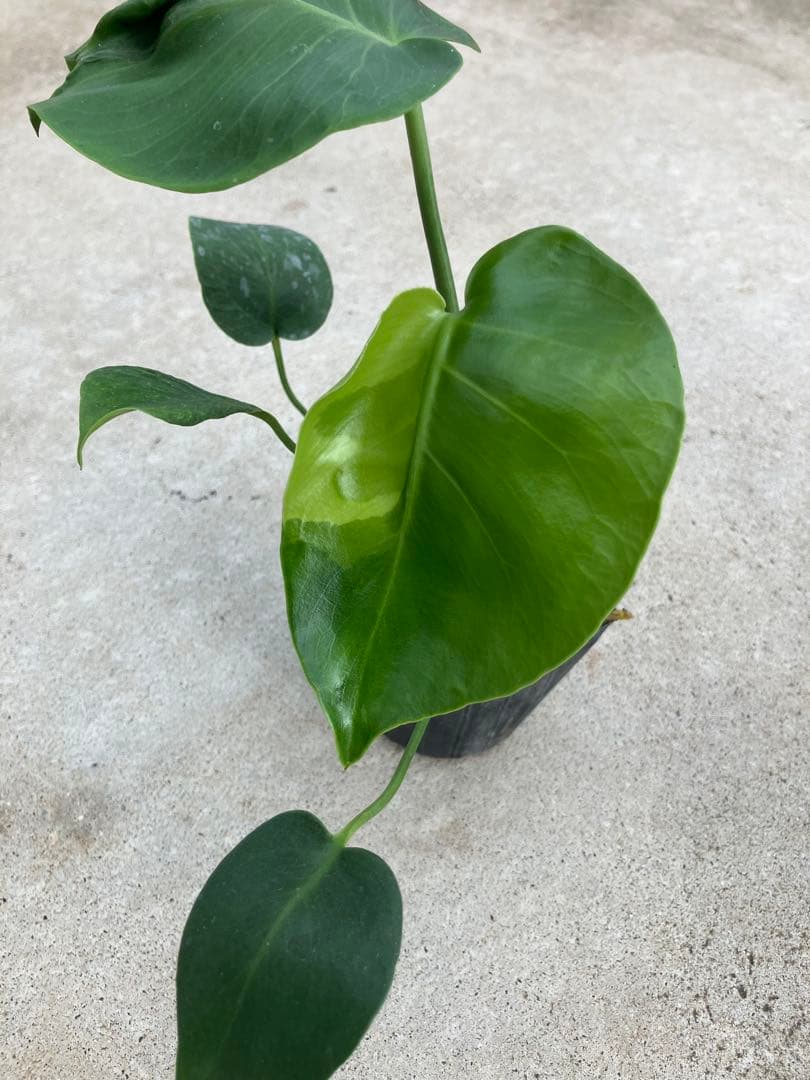 モンステラ斑入り　デリシオーサ実生苗　10鉢セット