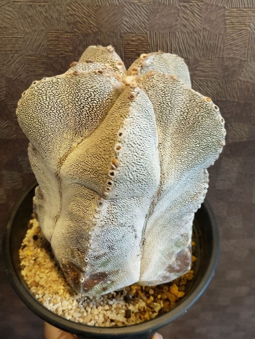 特大 古株 恩塚ランポー