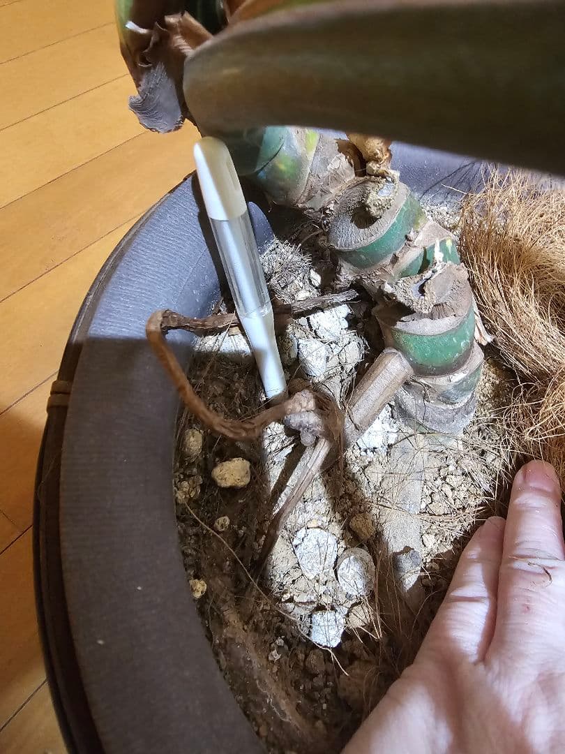 モンステラ斑入り。 デリシオーサ。 【イエローモンスター】