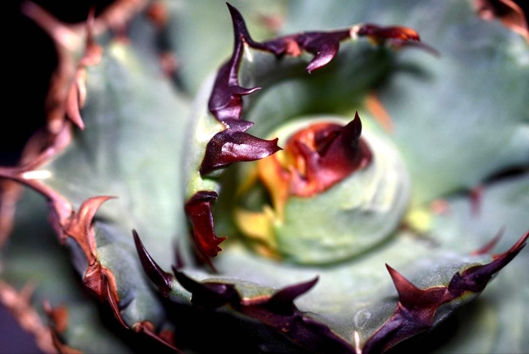 アガベ　チタノタ　プテラノドン　'翼竜'