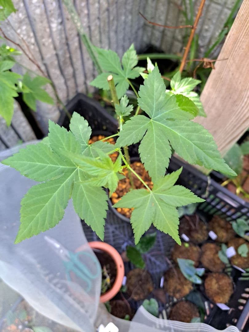 山野草　キイチゴ　木苺　ゴショイチゴ　高知県産