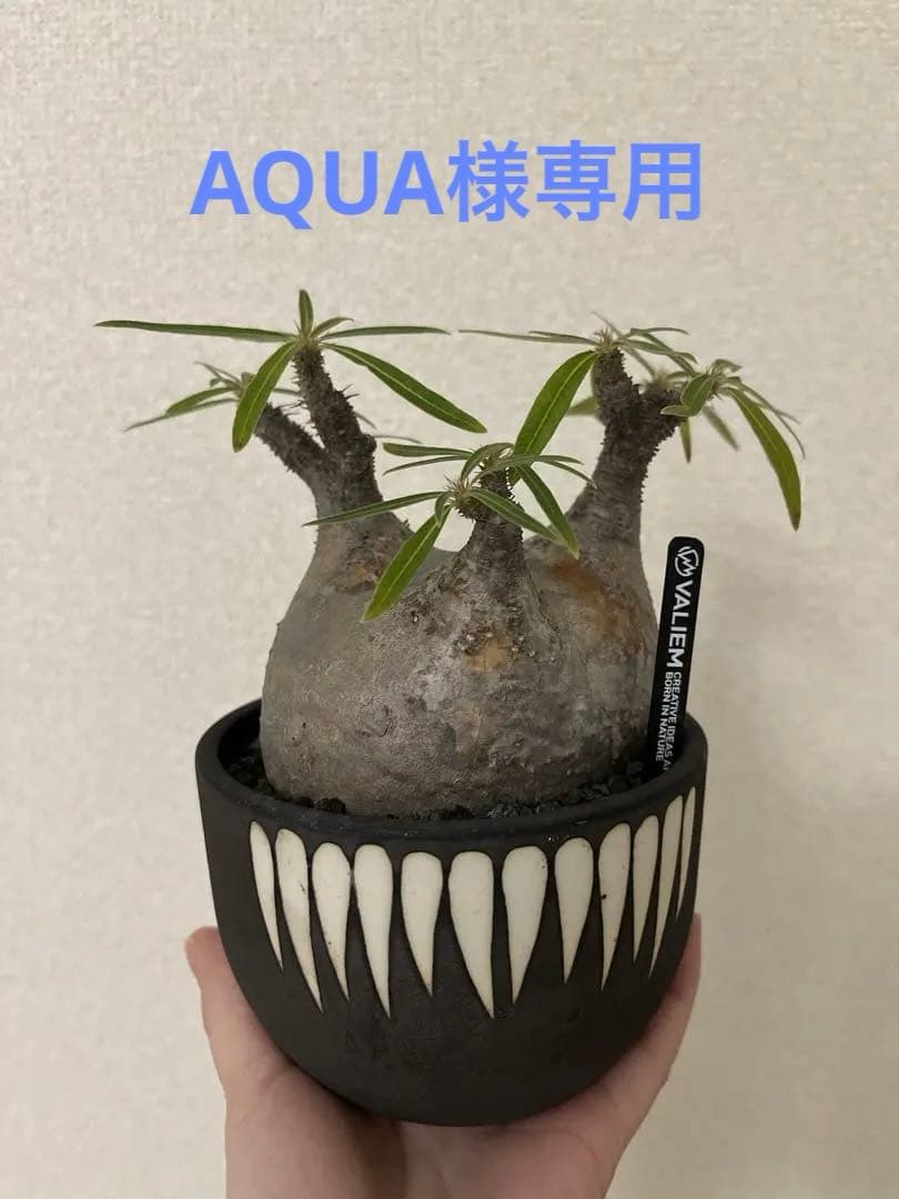 グラキリス現地球 valiem鉢セット