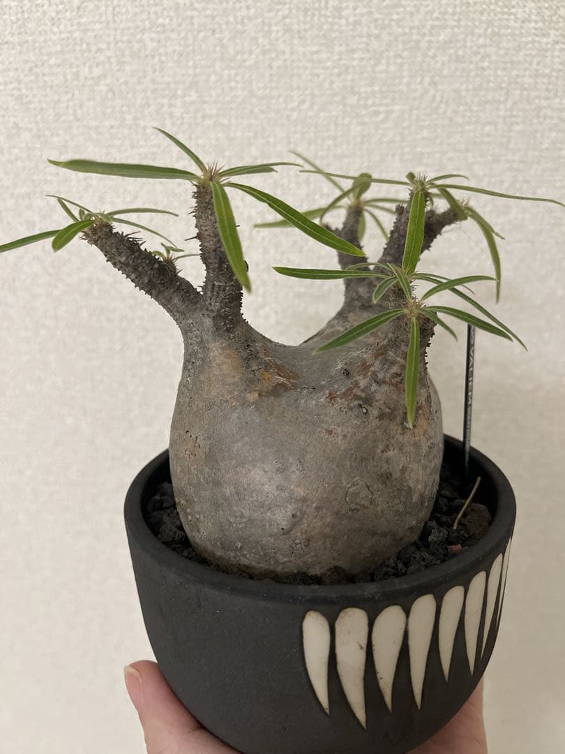 グラキリス現地球 valiem鉢セット