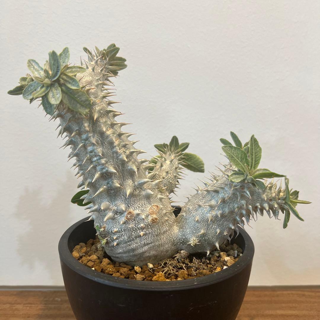 【大株】パキポディウム恵比寿大黒 国内実生 塊根植物 サボテン コーデックス