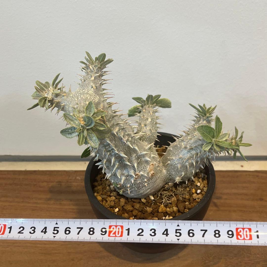 【大株】パキポディウム恵比寿大黒 国内実生 塊根植物 サボテン コーデックス