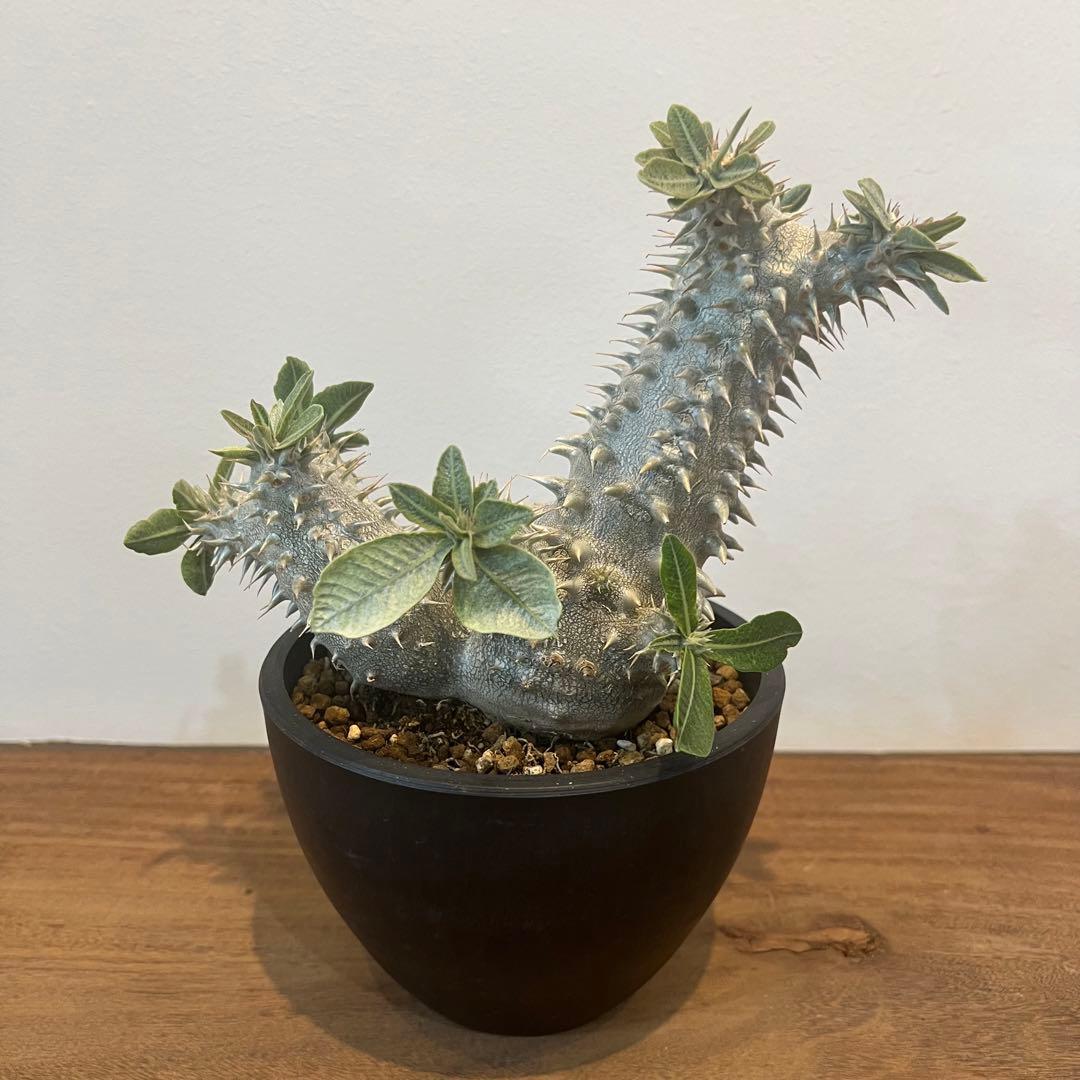 【大株】パキポディウム恵比寿大黒 国内実生 塊根植物 サボテン コーデックス