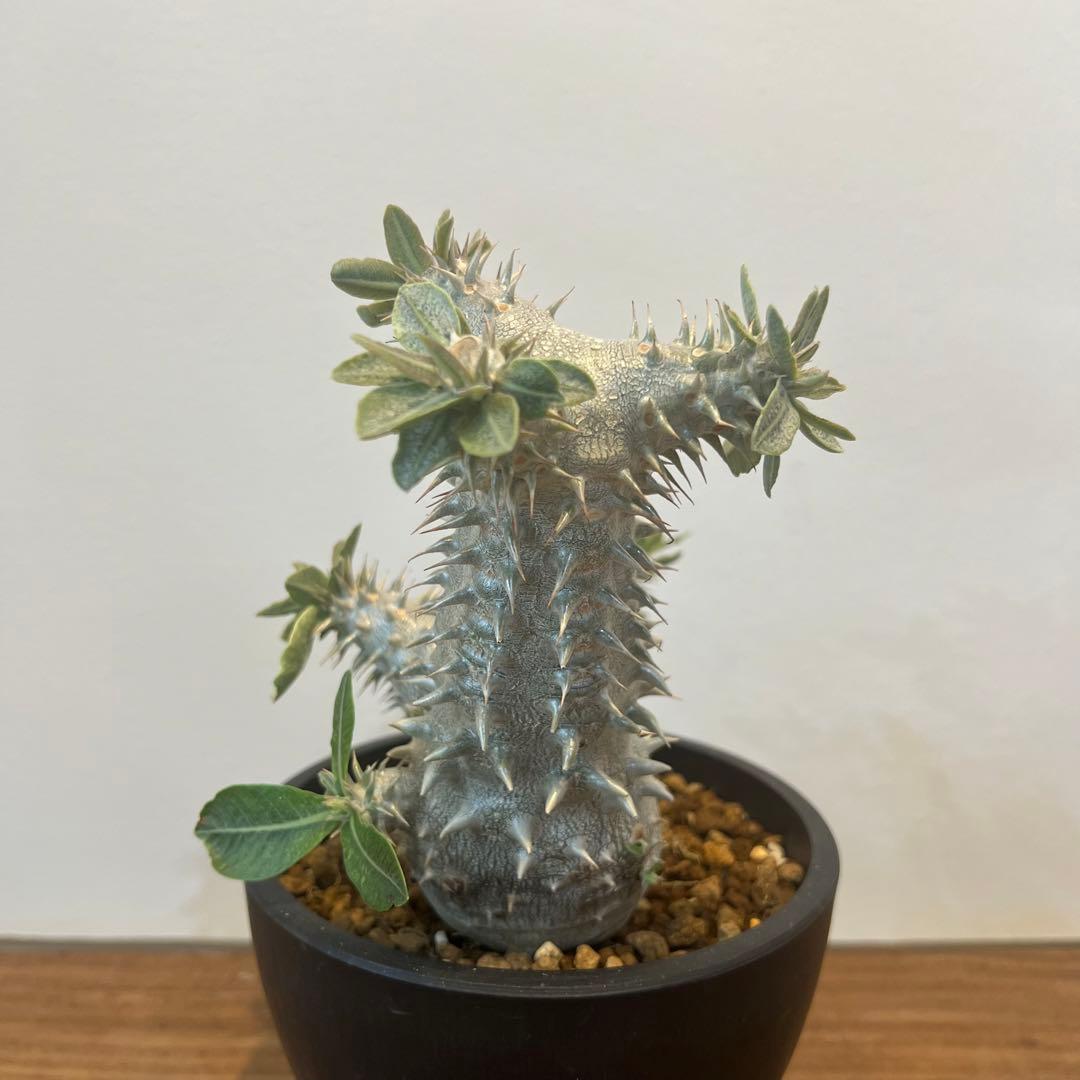 【大株】パキポディウム恵比寿大黒 国内実生 塊根植物 サボテン コーデックス