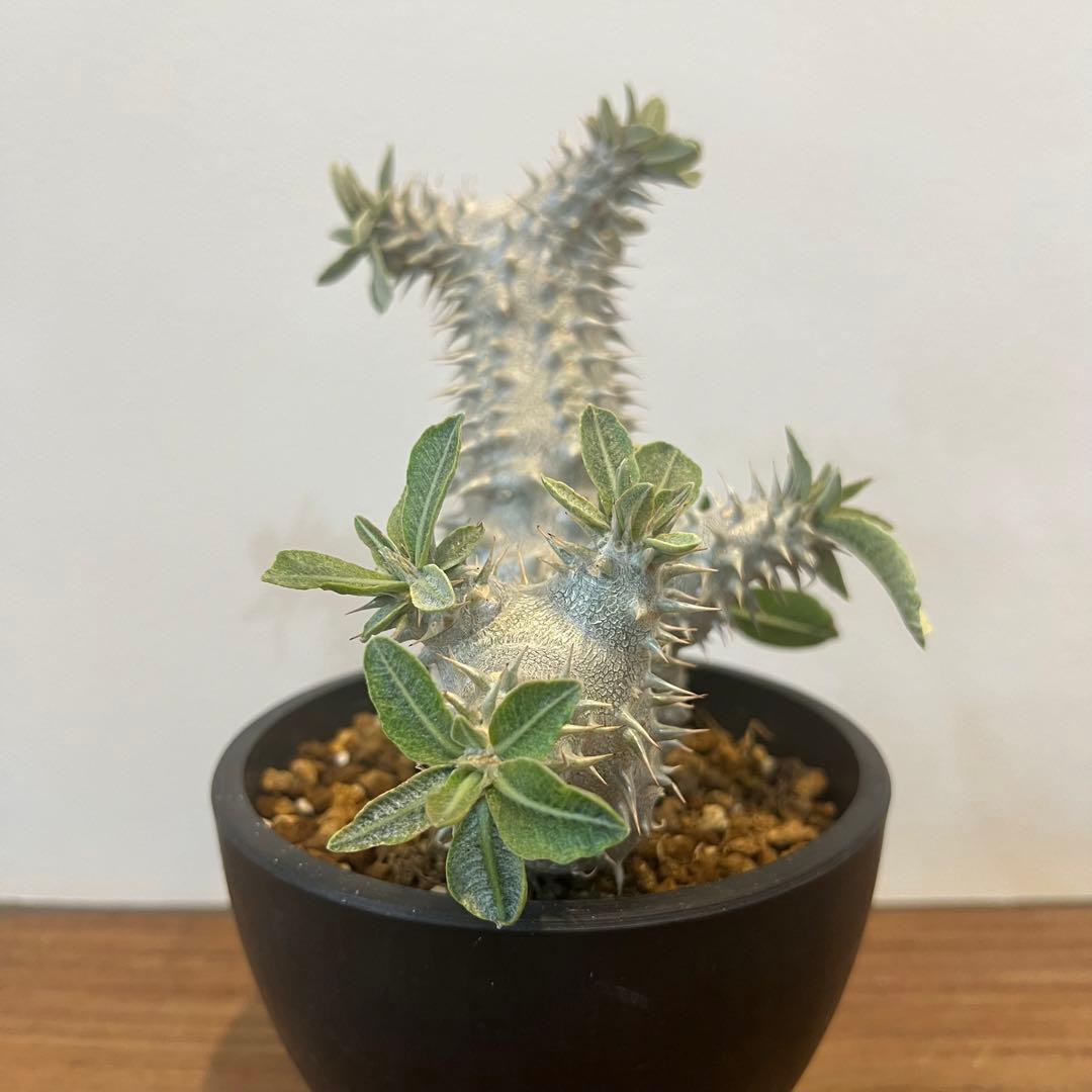 【大株】パキポディウム恵比寿大黒 国内実生 塊根植物 サボテン コーデックス