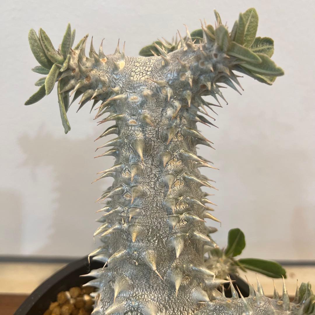 【大株】パキポディウム恵比寿大黒 国内実生 塊根植物 サボテン コーデックス