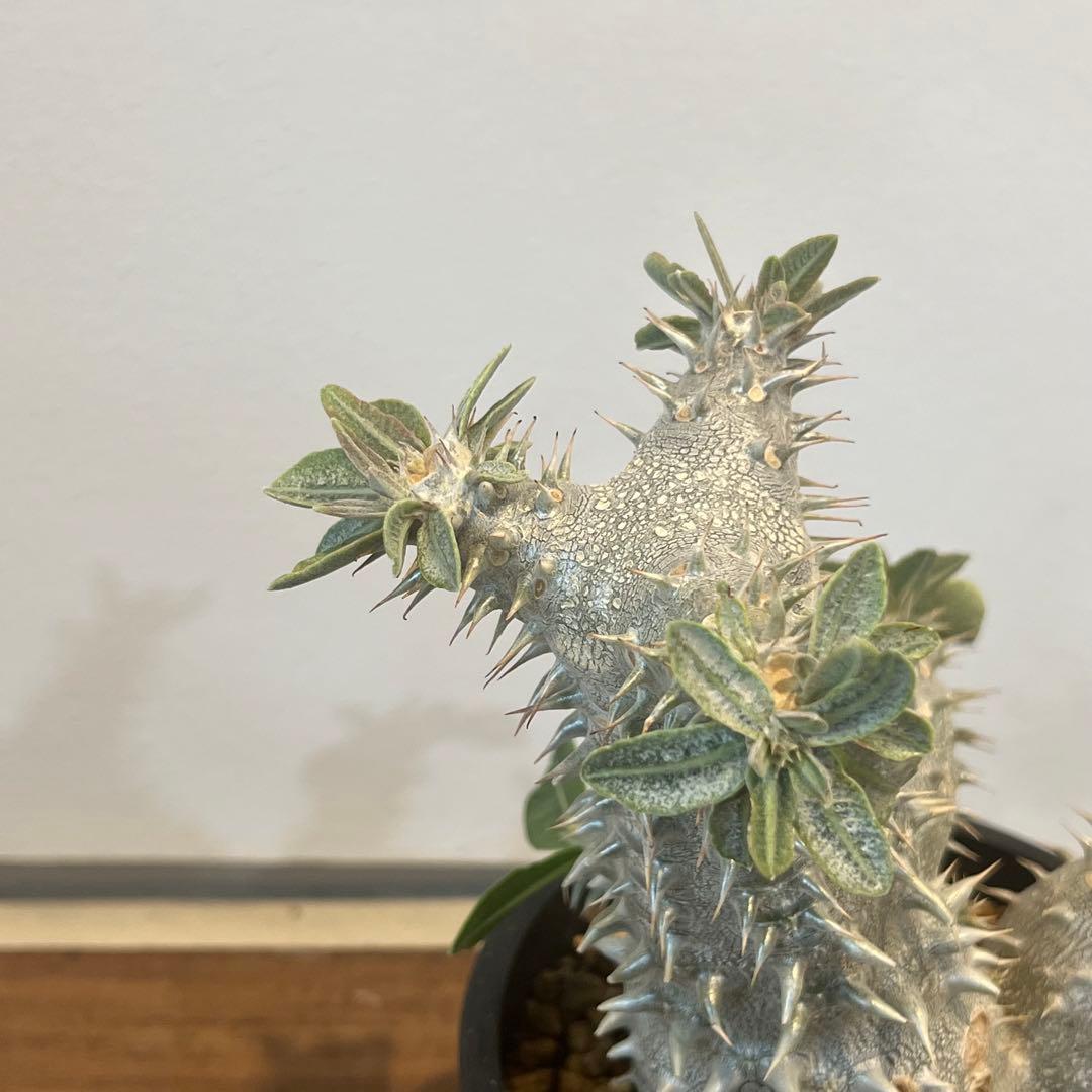 【大株】パキポディウム恵比寿大黒 国内実生 塊根植物 サボテン コーデックス