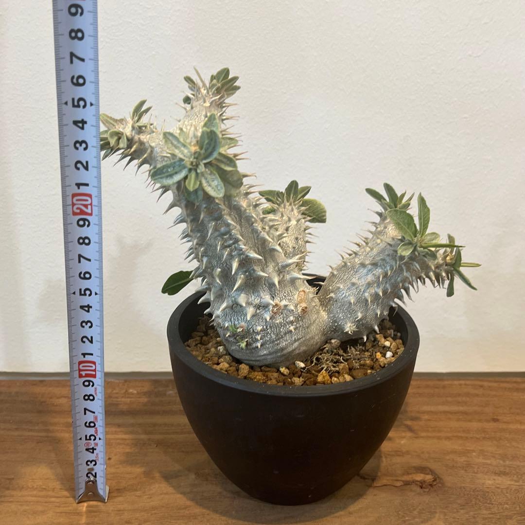 【大株】パキポディウム恵比寿大黒 国内実生 塊根植物 サボテン コーデックス