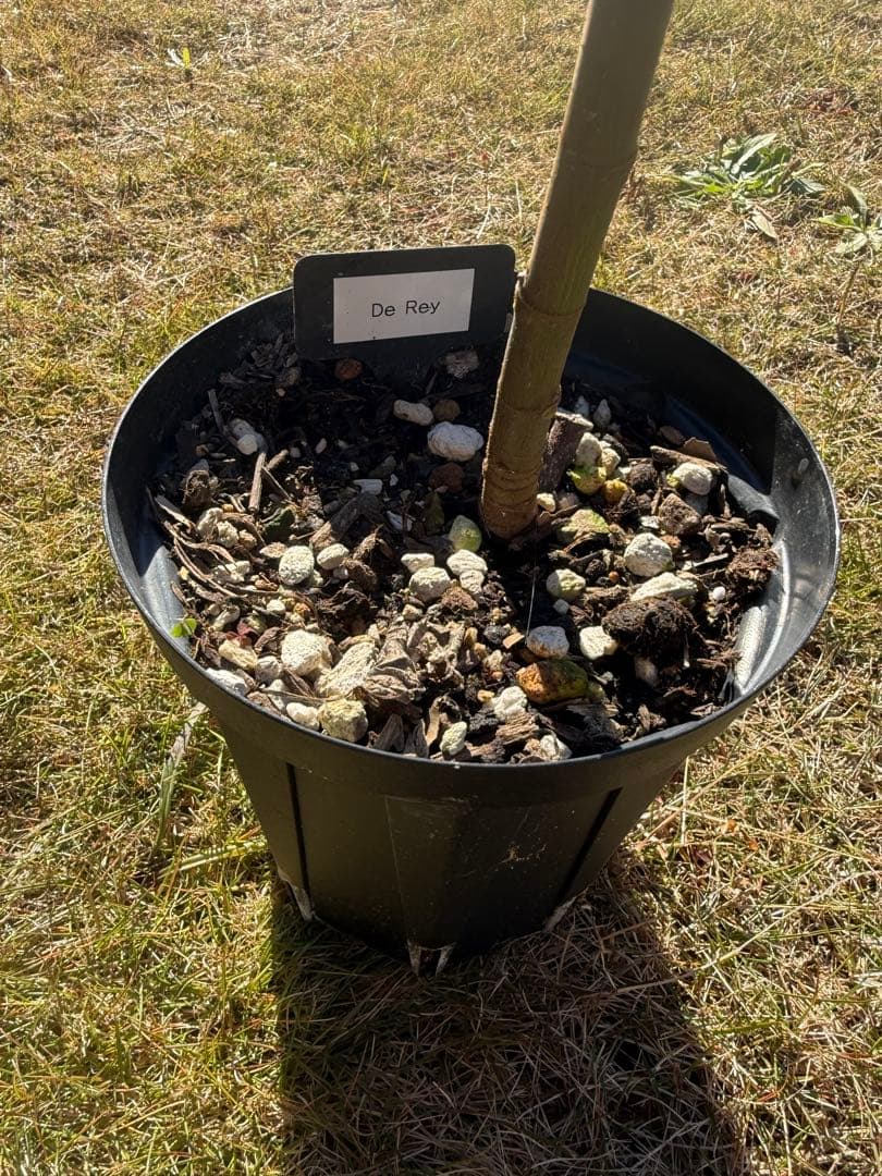 De Rey 剪定後発送 イチジク いちじく 穂木 苗