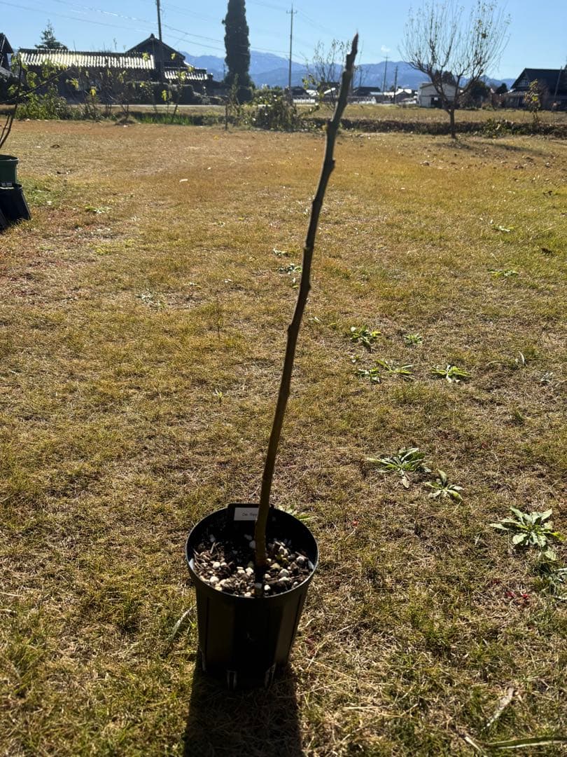 De Rey 剪定後発送 イチジク いちじく 穂木 苗