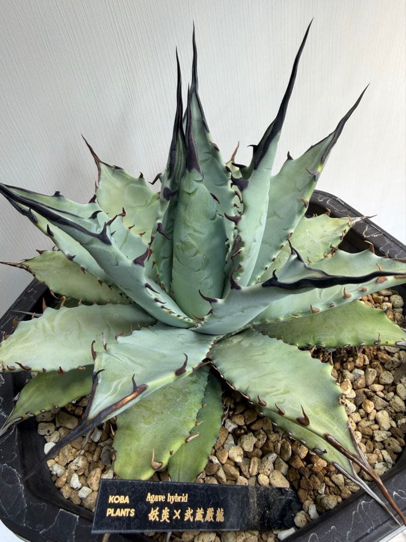 アガベ　ハイブリッド　 妖炎×武蔵厳龍　大株