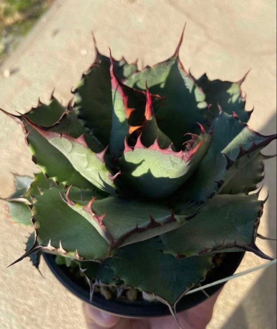 アガベ　ハイブリッド　コンフェデレートローズ×チタノタ Dennis産