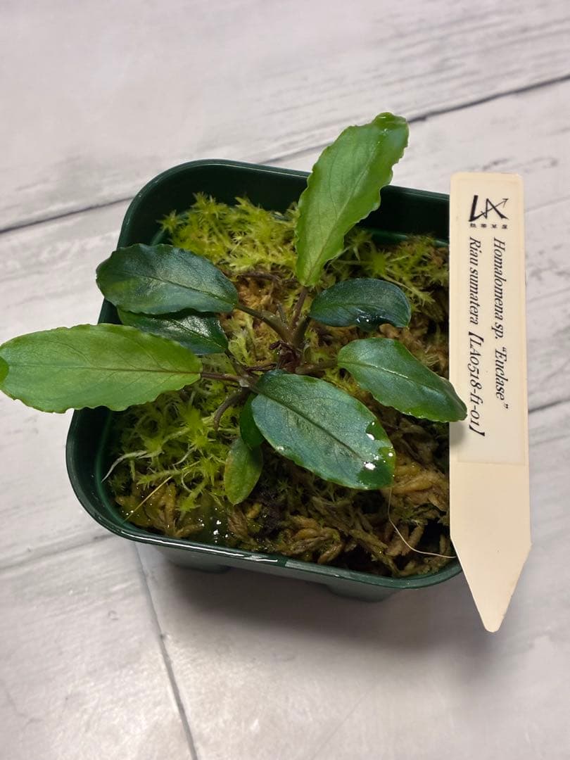 ホマロメナ　LA便ユークレース正規タグ付き