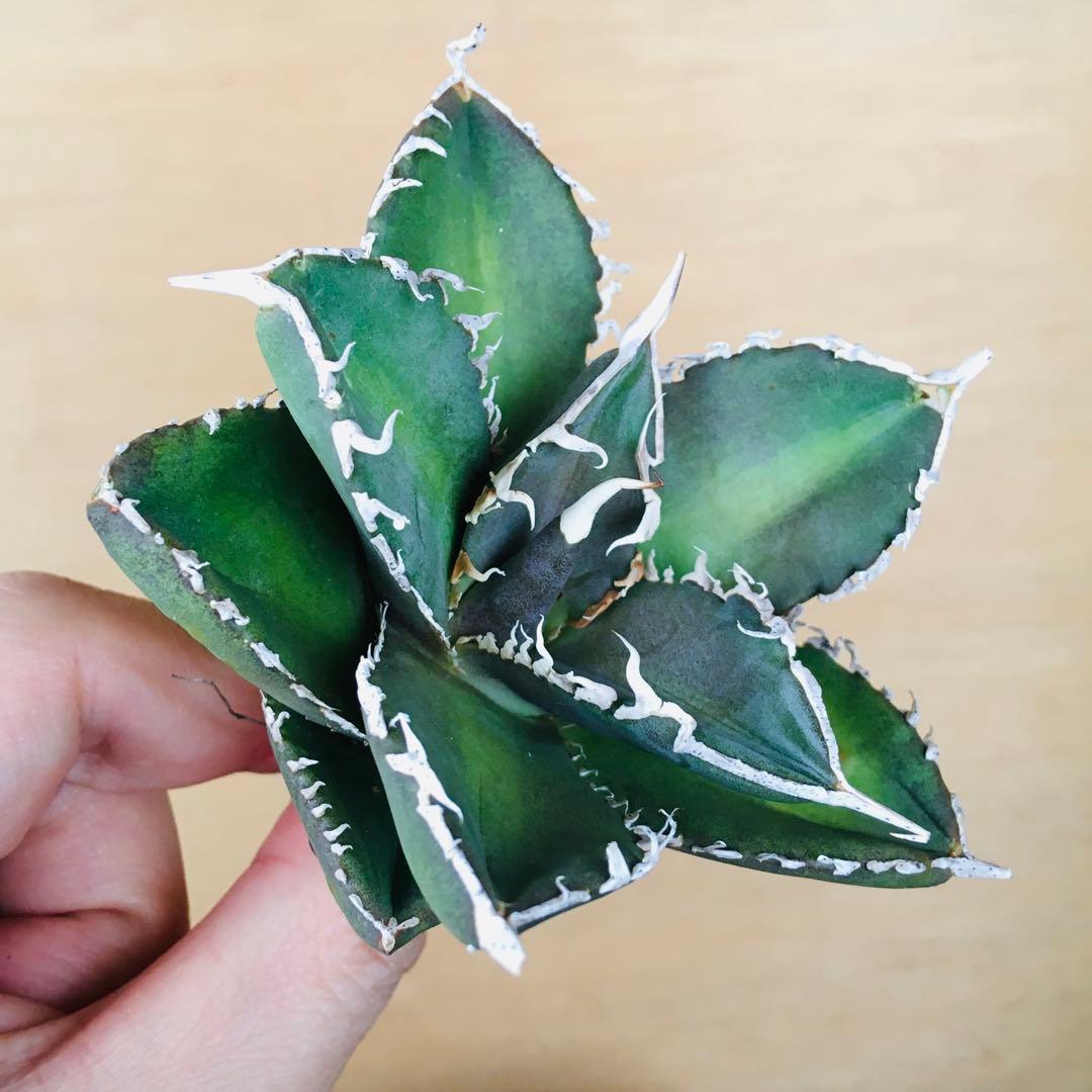 【稀少】4 巨歯鮫 巨歯鯊 メガロドン TC株 特選 アガベ チタノタ