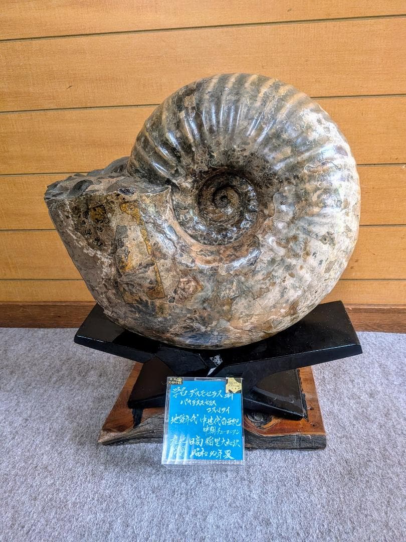 ハ*ト様 アンモナイト化石 30cm超