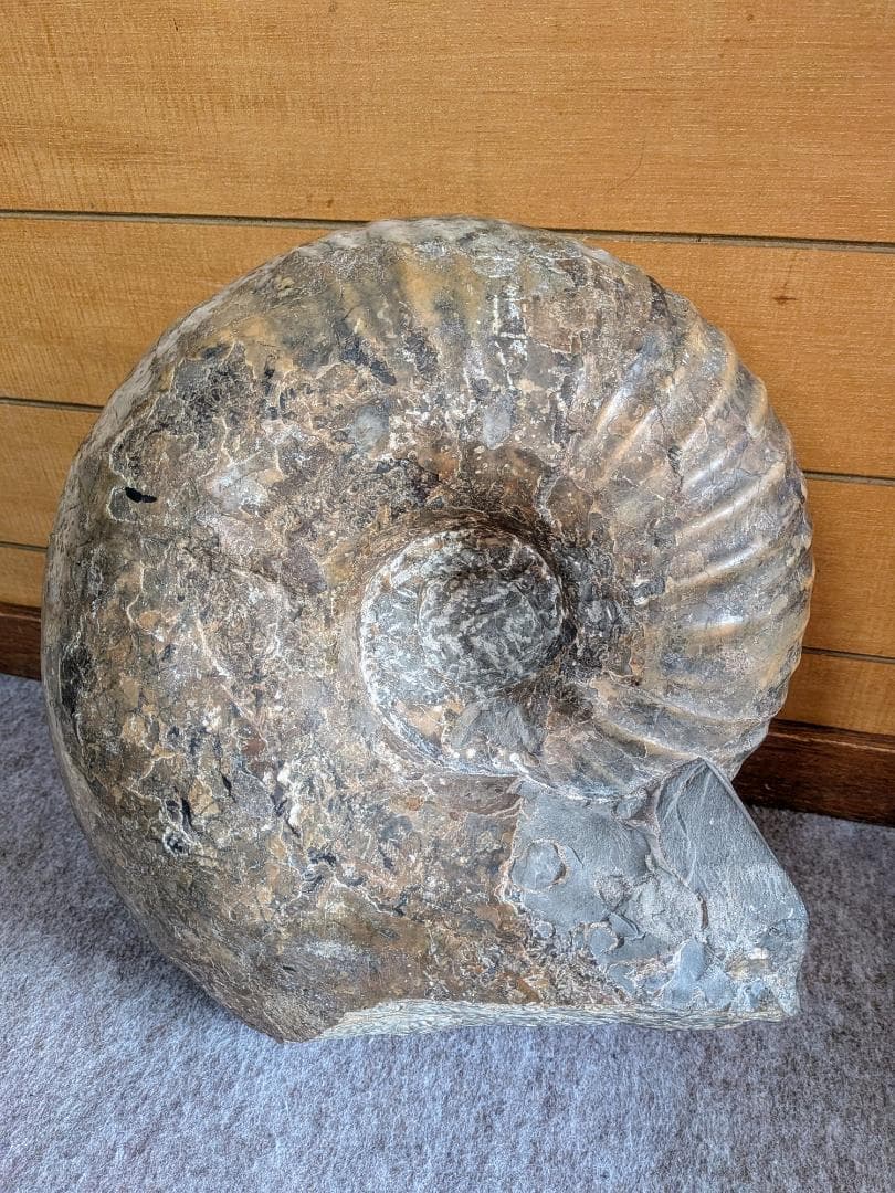 ハ*ト様 アンモナイト化石 30cm超