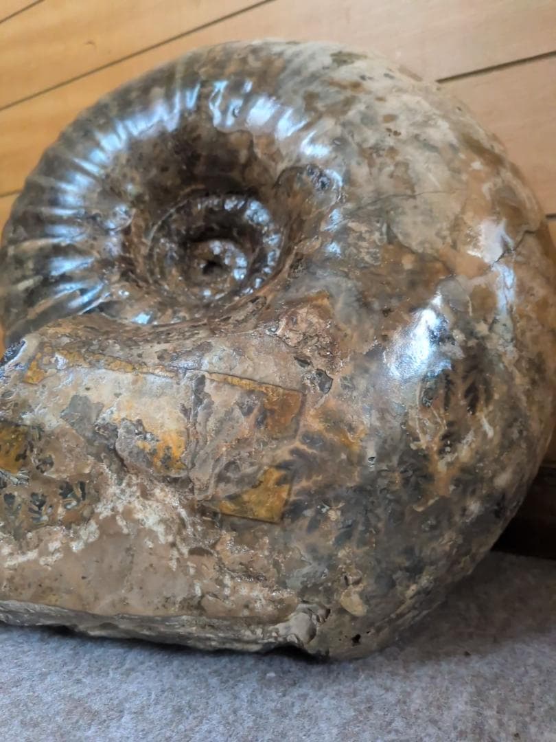 ハ*ト様 アンモナイト化石 30cm超