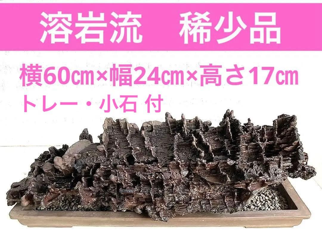 溶岩流[稀少品]観賞用・アクアリウム用