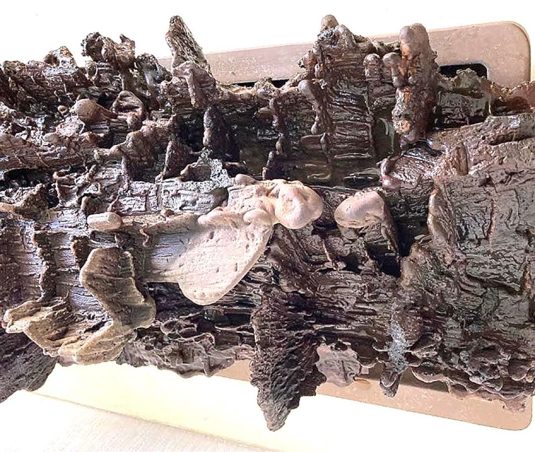 溶岩流[稀少品]観賞用・アクアリウム用