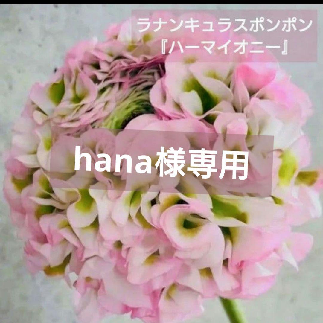 hana様【廃盤決定】ラナンキュラスポンポン『ハーマイオニー』透け感　ポット苗♪